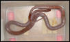 E. p. kawakamii