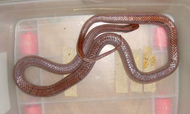 E. p. kawakamii