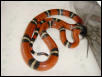 Male sinaloan