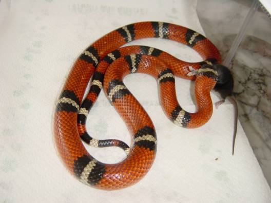 Male sinaloan
