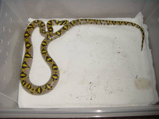 mandarin ratsnake after feeding