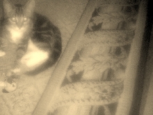 Lucky and toy