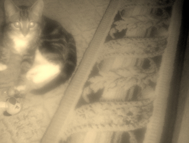 Lucky and toy