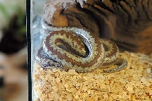Whitewater Rosy Boa