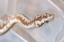 Whitewater Rosy Boa