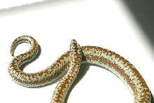 Whitewater Rosy Boa
