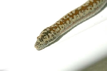 Whitewater Rosy Boa