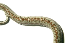 Whitewater Rosy Boa
