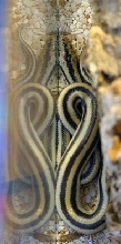 Rosy Boa Ciudad Constitucion