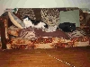 Cats on the couch
