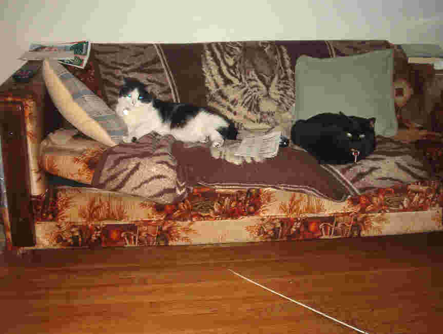Cats on the couch
