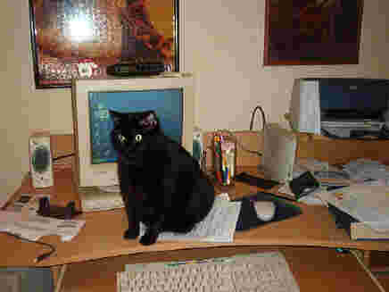 Computer cat