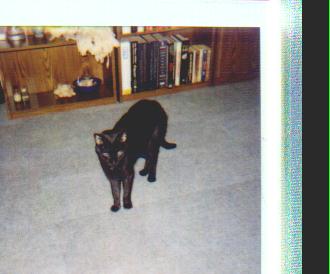 Cat angel Greta