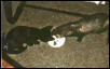 Greta and Clyde