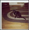 Cat Angel Greta, 1983-1999