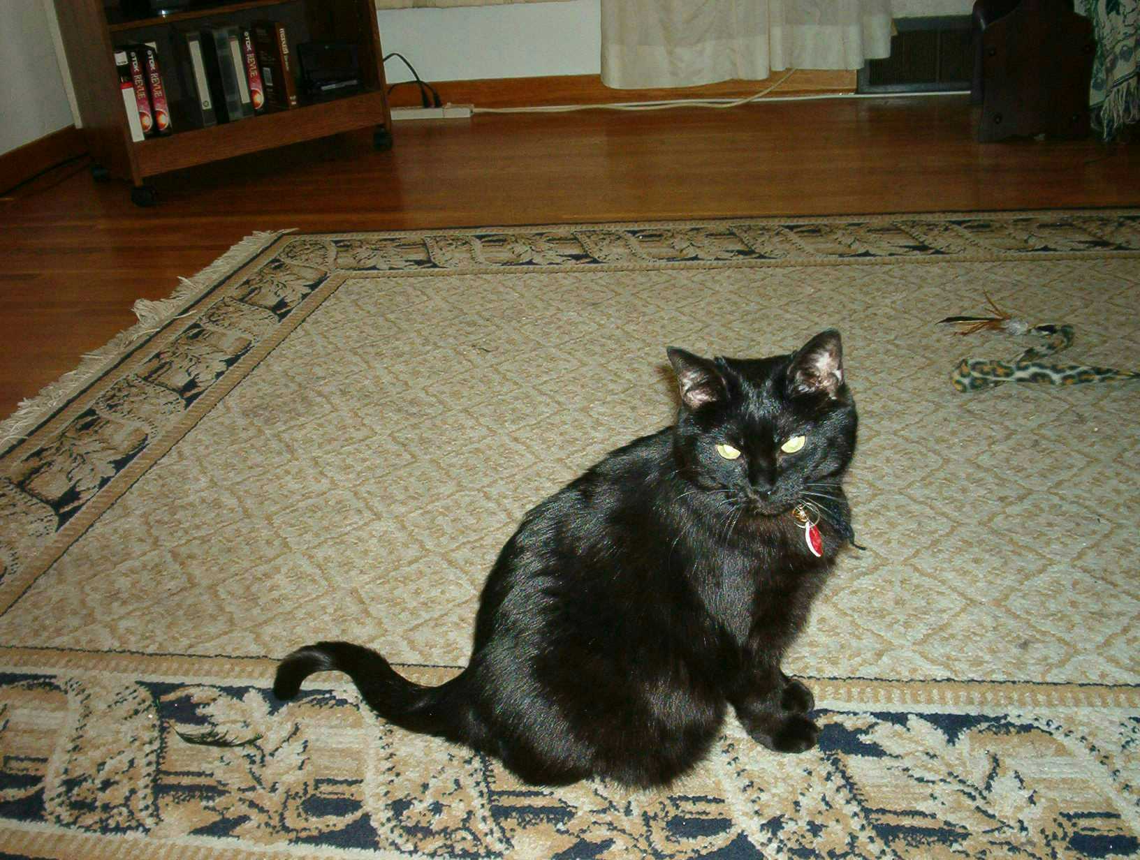 Star posing for the camera