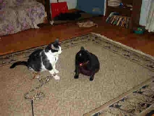 Paws off! The fleece toy is mine!