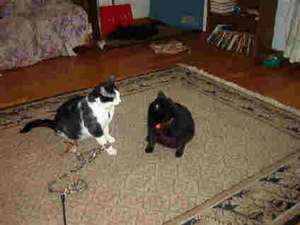 Paws off! The fleece toy is mine!