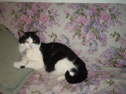 Quentin Crossing Paws
