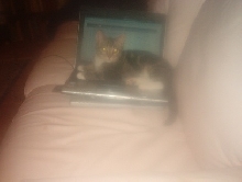 computer cat