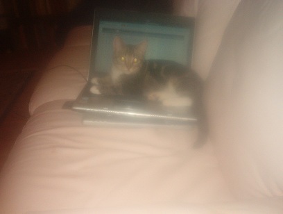 computer cat