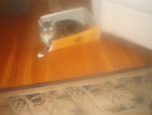 Cat in a Box
