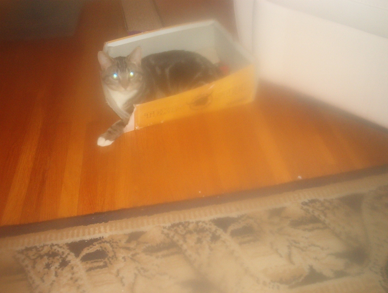 Cat in a Box