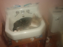Lucky in sink