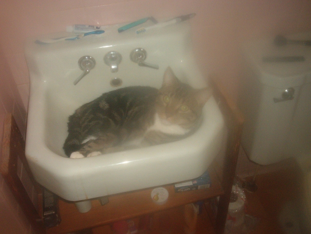 Lucky in sink