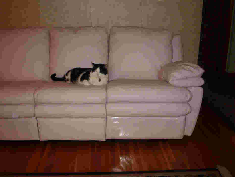 Quentin & couch