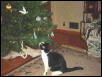 Quentin & Christmas tree