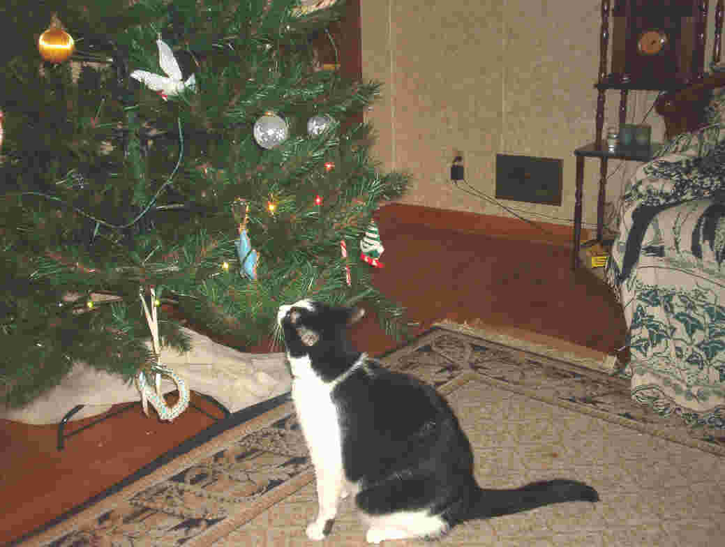 Quentin & Christmas tree
