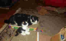 Quentin checking out scratching board