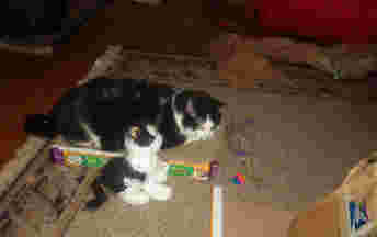 Quentin checking out scratching board
