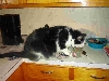 Quentin & his catnip