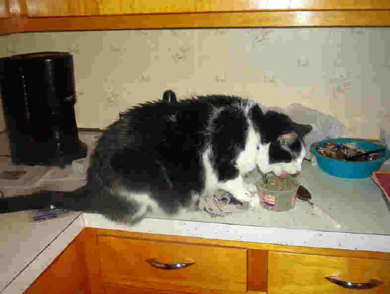 Quentin & his catnip
