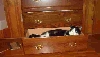 Quentin's new "catbed"