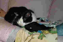 Quentin resting on new couch