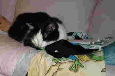 Quentin resting on new couch