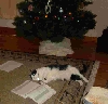 Quentin resting under the tree