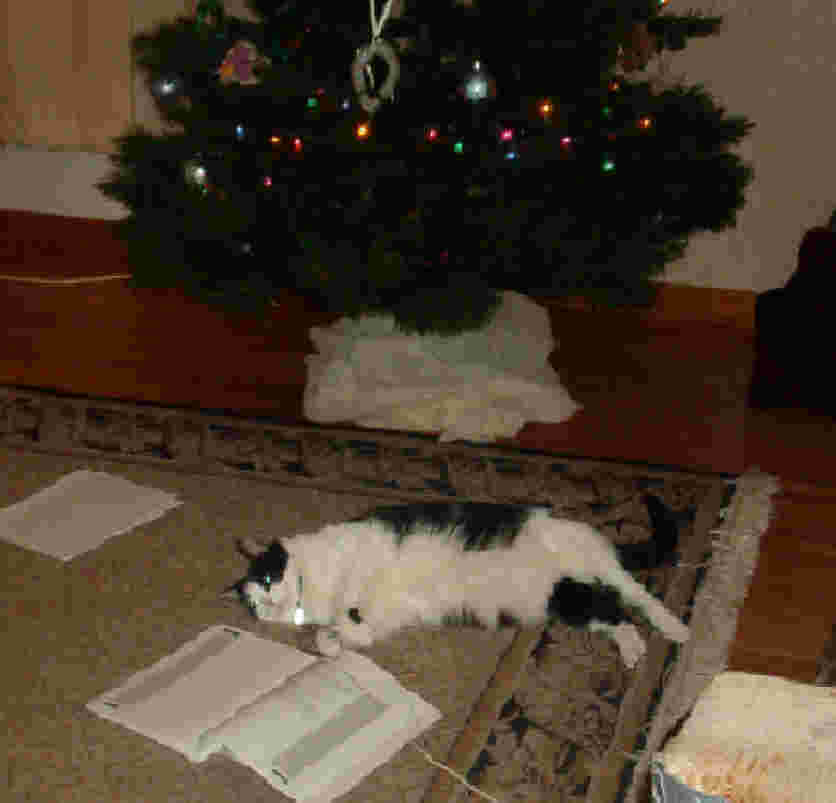 Quentin resting under the tree