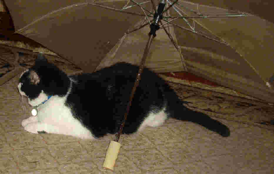 Quentin under umbrella
