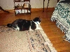 Something interesting under the chair