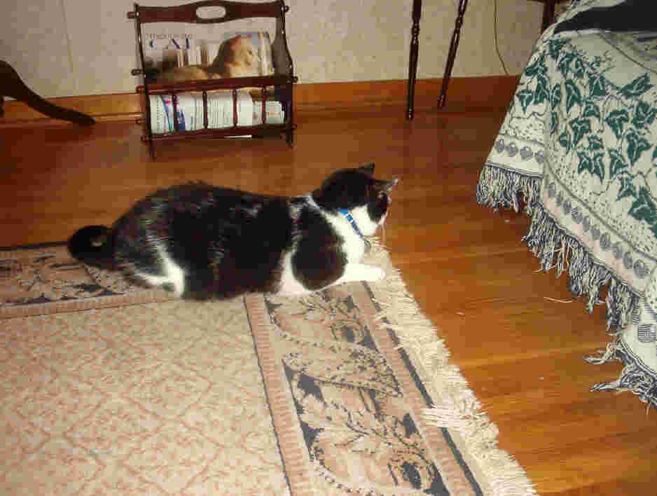 Something interesting under the chair
