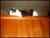 Quentin observes his domain