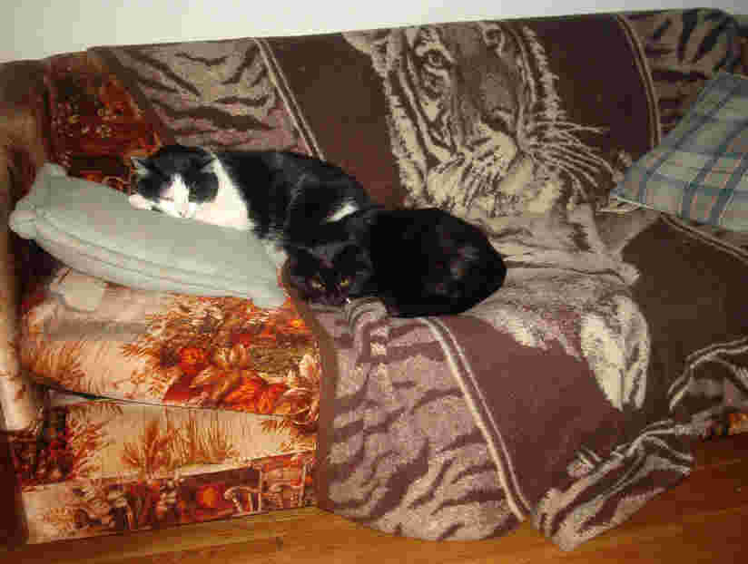 Resting together