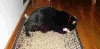 Star checks out her catnip toy