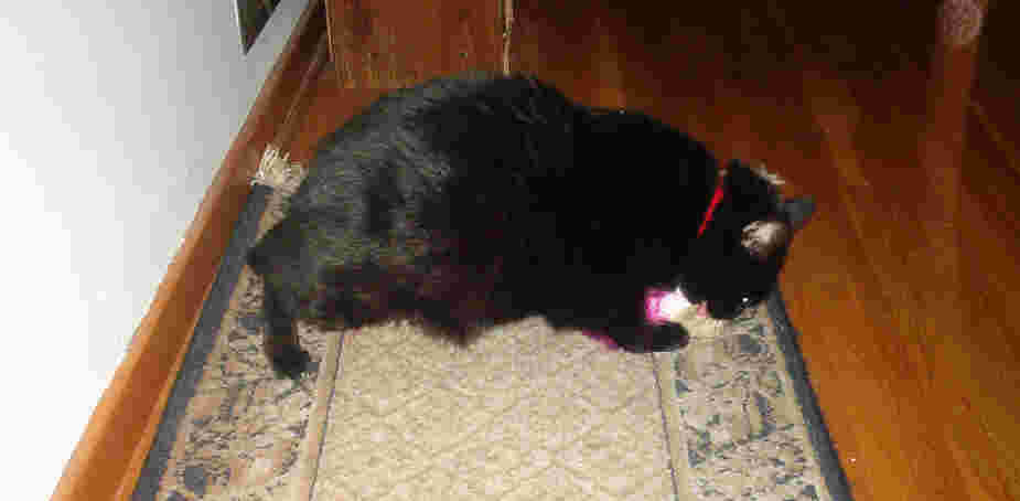 Star checks out her catnip toy