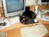 Star at the computer