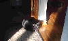 Star in the sun